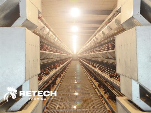 Biosafety system of large-scale chicken farms！