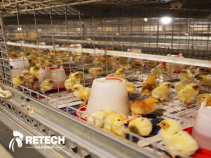 automatic chicken feeding system