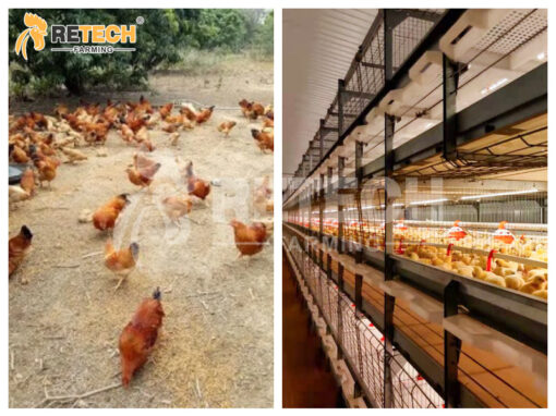 distinguish free-range native chickens from cage-raised broilers