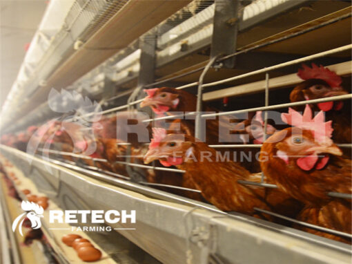 Feeding management of late laying hens.