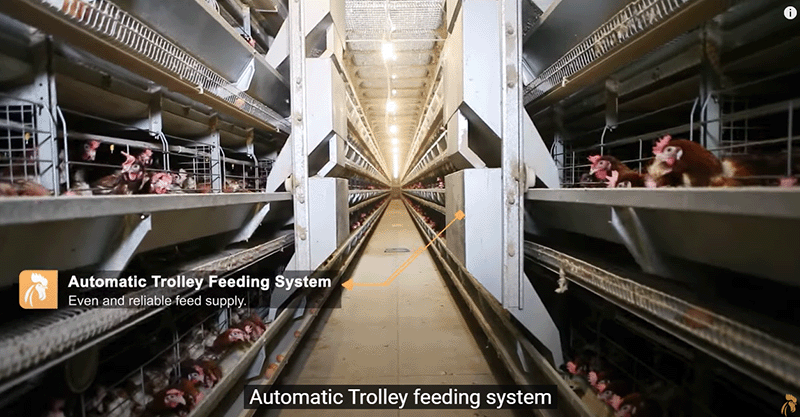 layer cage automatic feeding system