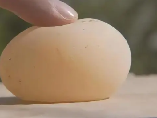 chicken laying soft eggs